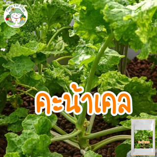 เมล็ดพันธุ์ คะน้าเคล 400 เมล็ด Brassica oleracea var acep ปลูกง่าย ไม่กลายพันธุ์ นำเข้าจากต่างประเทศ