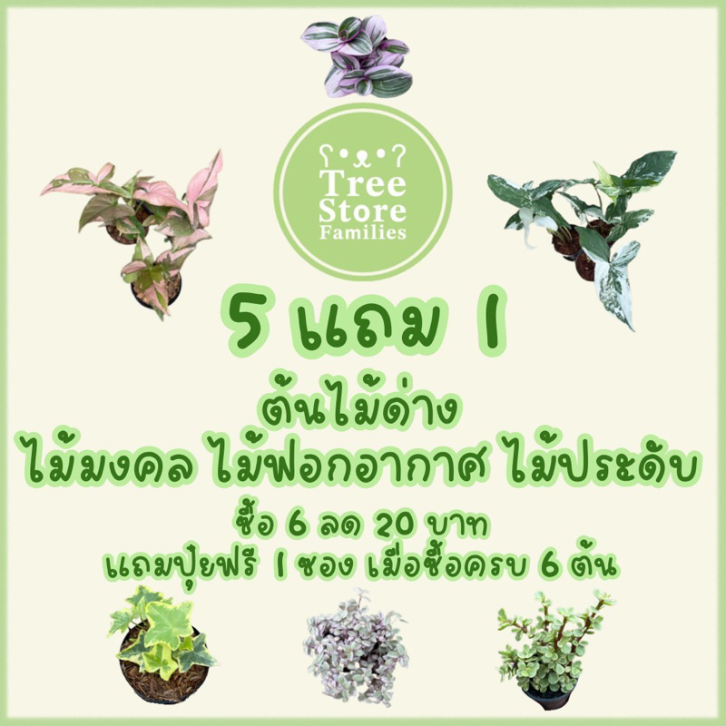 ไม้ด่าง ไม้เลื้อย และประดับ ตกแต่ง ซื้อ 6 ต้นลด 20 บาท *ขนาดกระถาง 2 3 และ 4 นิ้ว* *สั่งซื้อขั้นต่ำ 2 ต้น*