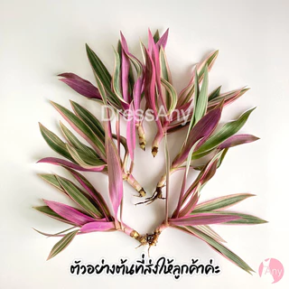 ต้นเพชรสายรุ้ง ว่านกาบหอยด่างชมพู ตัดต้นสด ขายเป็นชุด 5แถม1 ต้น 60 บาท