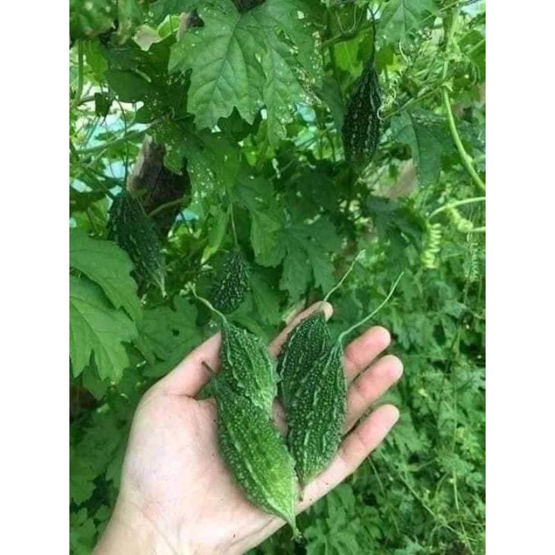 ้🌱เมล็ดพันธุ์มะระขี้นก 5 เมล็ด (5แถม1คละได้)