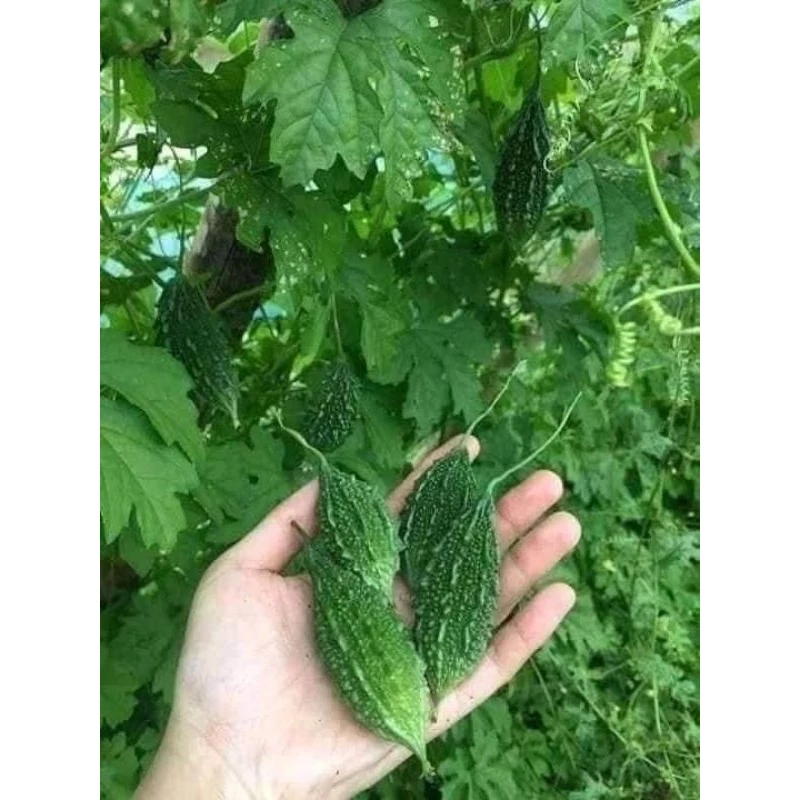 ้🌱เมล็ดพันธุ์มะระขี้นก 5 เมล็ด (5แถม1คละได้)