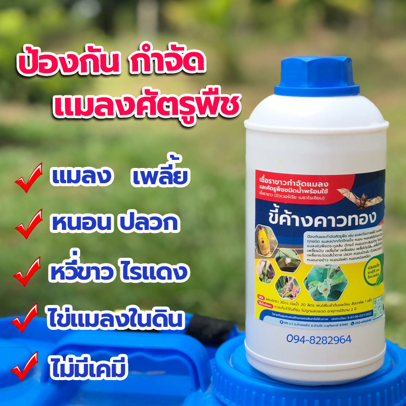 ขี้ค้างคาวทอง สูตรกำจัดศัตรูพืช
