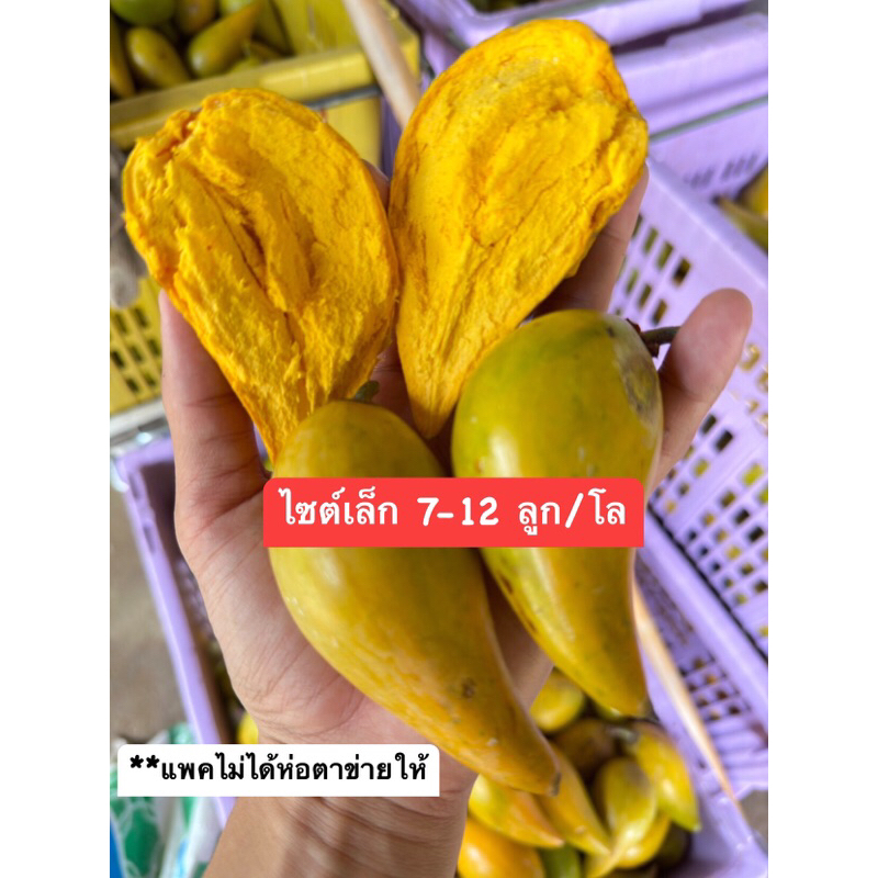 พร้อมส่ง เซียนท้อ ม่อนไข่ ไซต์เล็ก7-12ลุก/โล ราคาต่อกิโลกรัม