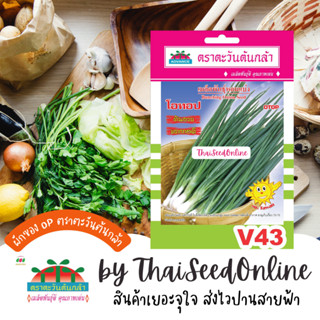 ADV ซฟ เมล็ดพันธุ์ หอมแบ่ง โอทอป ตราตะวันต้นกล้า V43