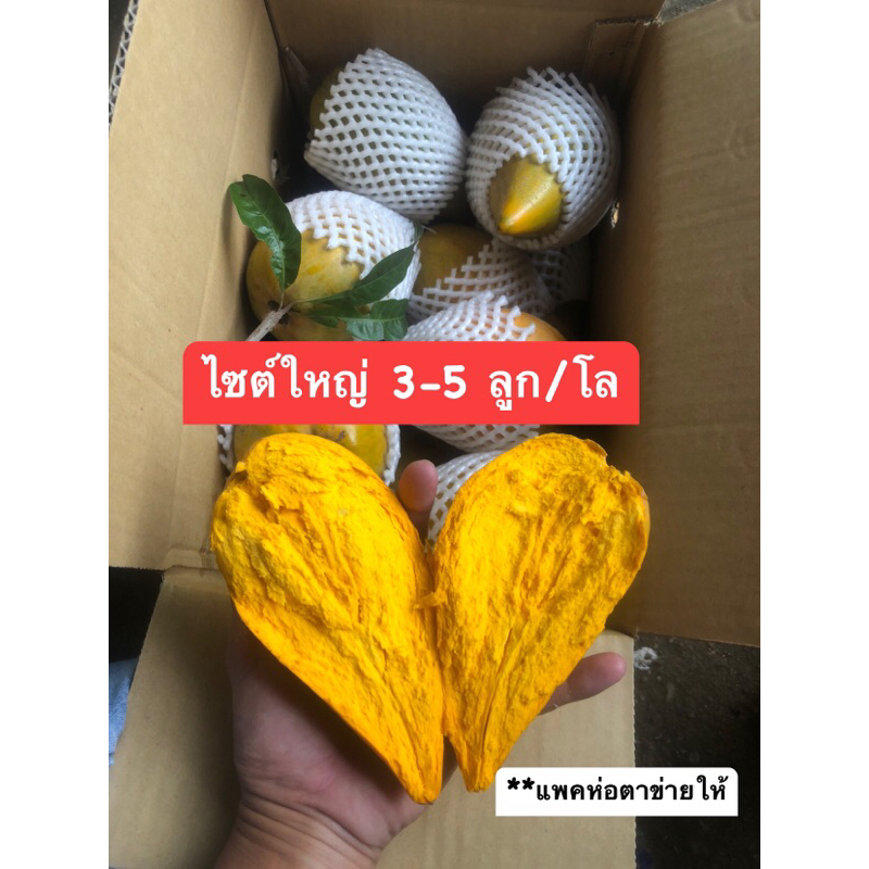 [ พร้อมส่ง ]เซียนท้อละมุดอินเดียม่อนไข่ไซต์ใหญ่(3-5ลูกโล) ราคาต่อ1กิโลกรัม