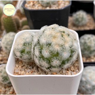 [ SP ] แมมขนนกขาว ขนนกขาว Mammillaria Plumosa แมมมิลาเรีย แมมมิลาเรีย ไม้เมล็ด แคคตัส กระบองเพชร ต้นไม้