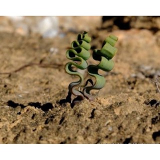 trachyandra tortilis