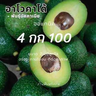 อาโวคาโด้สายพันธุ์บัคคาเนียร์ไข่ 4kg-100บาท