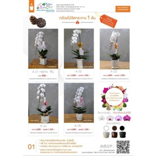 ของขวัญกล้วยไม้จริง ฟาแลนนอปซิสจัดกระถาง Clay สีขาวดอกใหญ่  1 ต้นส่งฟรีทั่วไทย รับสินค้าเองที่สถานีขนส่งในแต่ละจังหวัด