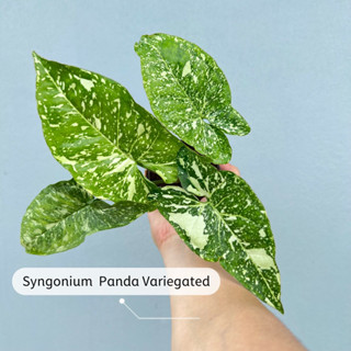 ต้นเงินไหลมาด่างแพนด้า Syngonium  Panda Variegated