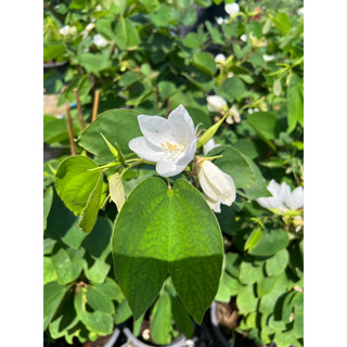 ต้นกาหลงขาว  White orchid tree/Snowy orchid tree ดอกสวยไม้มงคล หลงไหลหลงรัก ต้องกาหลง💞