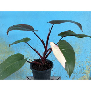 Philodendron Pink Princess พิ้งปริ้นเซส ฟอร์มสวยกระถาง 6”