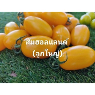 มะเขือเทศทานสดส้มฮอลแลนด์ 1 กิโลกรัม