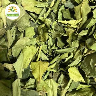 ใบมะกรูดอบแห้ง เกรดพรีเมี่ยม คุณภาพส่งออก Dried kaffir lime leaf ใบมะกรูด ชาดาสุวรรณ์ Chadasuwanna