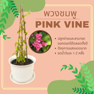 พวงชมพู ชมพูพวง Pink vine ไม้เลื้อย