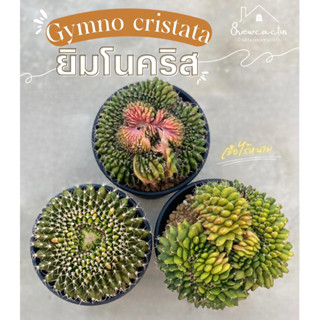 Gymno cristata ยิมโนคริส เชื้อไร้หนาม ไม้เมล็ด คัดฟอร์มสวยๆ ไซส์ใหญ่ๆ ปลูกในกระถาง 4 นิ้ว แคคตัส กระบองเพชร cactus