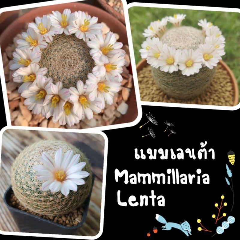 👸 แลนต้า (Mammillaria lenta) ราชินีแห่งแมม ราคาถูก น่าสะสม
