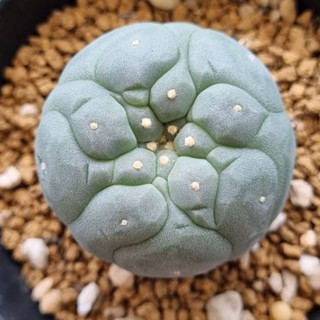 โลโฟ lophophora หน้ายับๆ