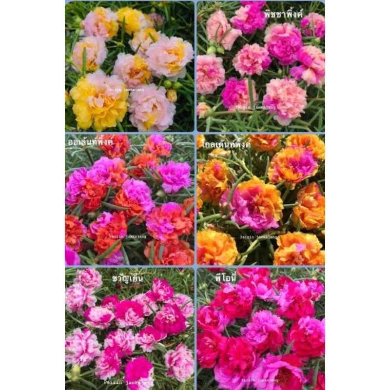 แพรเซี่ยงไฮ้ทรูโทน มีทั้งหมด13สี ชุดละ10กิ่ง 29บาท สามารถเลือกสีได้