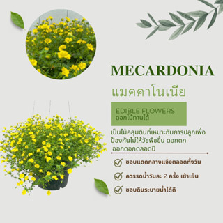 Mecardonia แมคคาโดเนีย