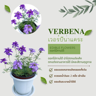 เวอร์บีน่าแคระ  Verbena  (คละสี)