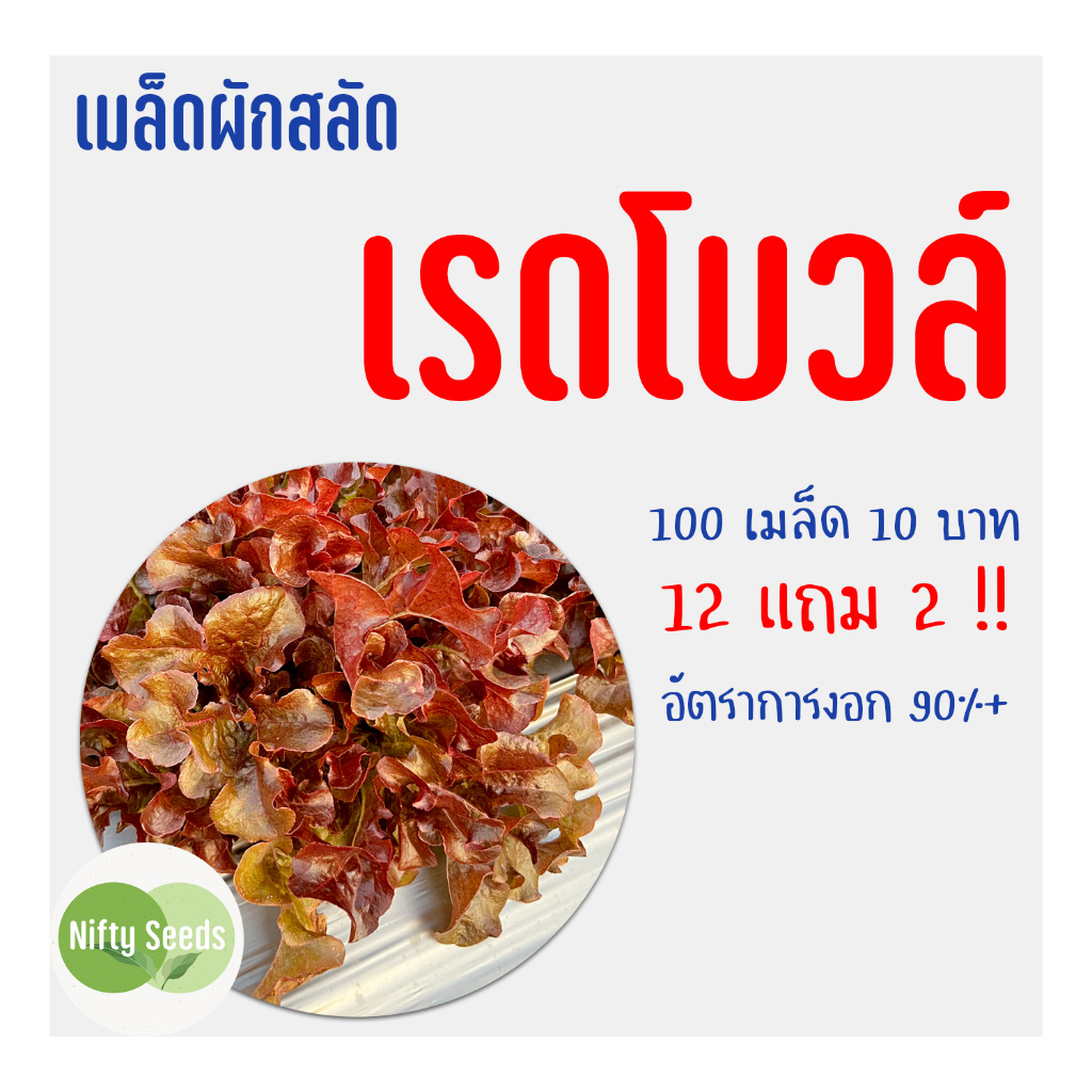 เมล็ดสลัด เรดโบวล์ 100 เมล็ด 10 บาท งอกดีมีคู่มือในการปลูก