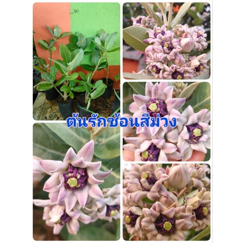 ต้นรักซ้อนสีม่วง ต้นชำขนาดต้นสูง35-50เซนติเมตร