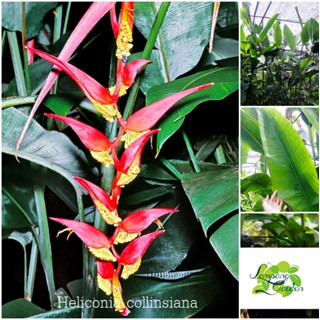 👑ต้นเฮลิโคเนีย Heliconia Collinsiana ไม้ยักษ์ ไม้คลุมดิน ไม้กระถาง แต่งสวน👑