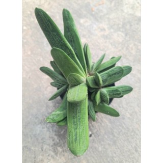 ต้น gasteria maculata little warty