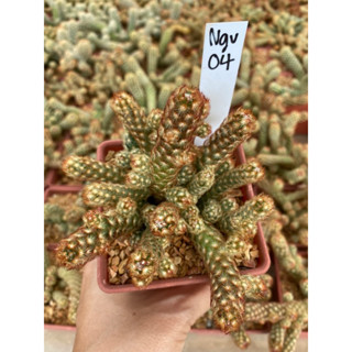 แมมนิ้วทอง Mammillaria elongata กระถาง 3 นิ้ว จัดส่งทั้งกระถาง Ngv04