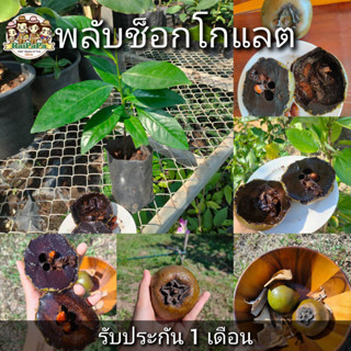 ต้นพลับช็อกโกแลต Black Sapote ผลไม้แปลก เพาะเมล็ด รสชาติเหมือนช็อกโกแลตพุดดิ้ง