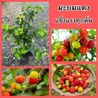 🍒มะยมแดง เพาะเมล็ด🍒 🌼เมื่อสุกเป็นสีเหลืองแดง ผลสุกรสชาติเปรี้ยวปนหวาน🌼 🌲ความสูง 45-50 ซม.🌲