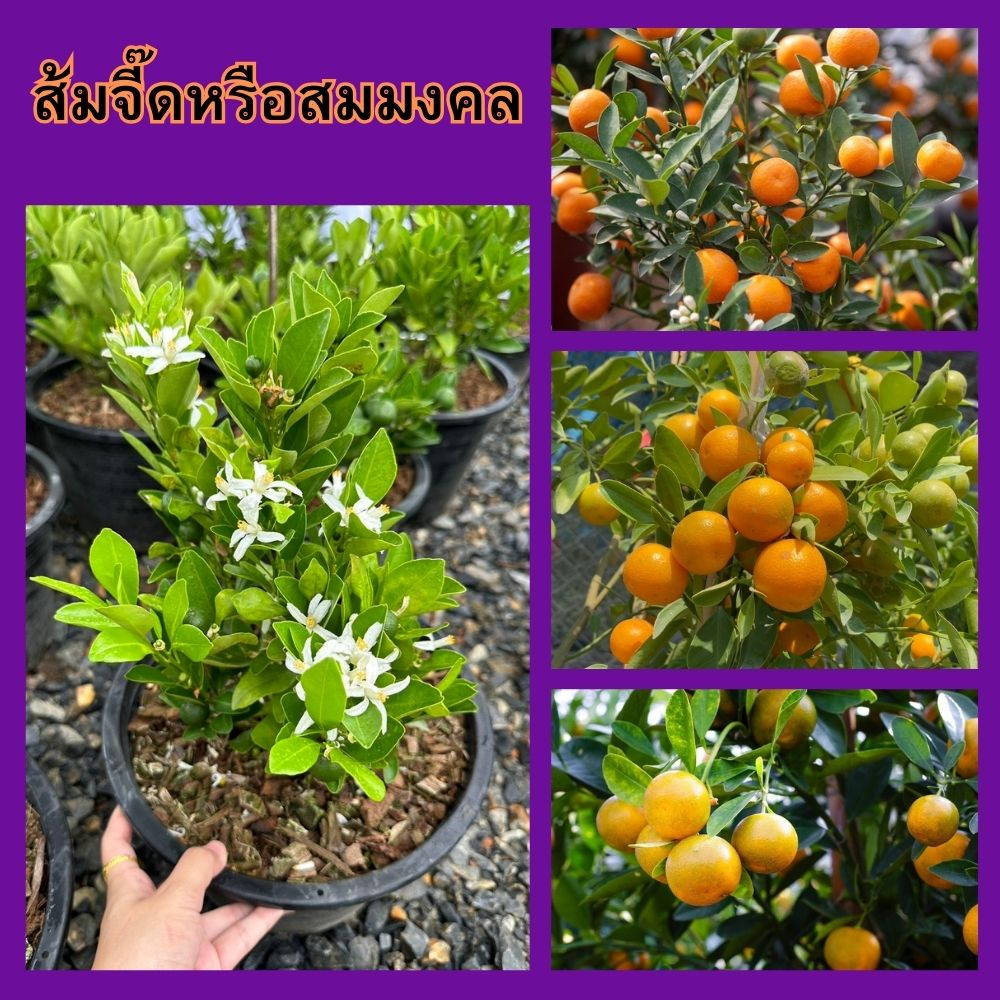 ส้มจี๊ด หรือ ส้มมงคล เป็นไม้มงคลเป็นสัญลักษณ์ของความมั่งคั่ง ความสูง 45-50 ซม.