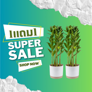 1 แถม 1 กวักมรกตแคระZamioculcas สายพันธุ์ฮอนแลนด์ (กอใหญ่) ลดพิเศษ  easyplant