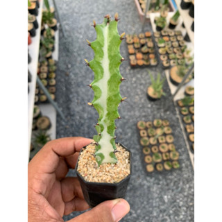 ยูโฟเบียแลคเทีย (Euphorbia Lactea)