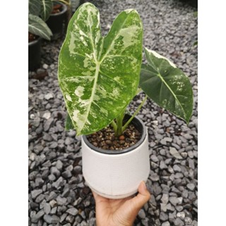 Alocasia frydek variegated อโลคา​เซีย​ ฟรายเดกด่างขาว