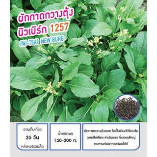 เมล็ดผักกาดกวางตุ้ง นิวเบิร์ก 100 g ไปฉ่าย พันธุ์พิเศษ ทนร้อน โตไว ผลผลิตสูง รับประทานได้ทั้งใบ ก้านและดอก ทานสด