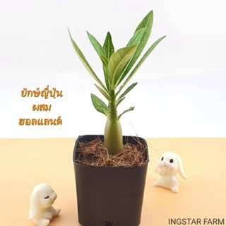 🌱ต้นชวนชม สายพันธุ์ยักษ์ญี่ปุ่นผสมฮอลแลนด์ [10ฟรี1คละได้] จัดส่งพร้อมกระถาง2นิ้ว