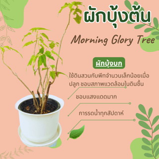 ผักบุ้งต้น ผักบุ้งบก Morning Glory Tree