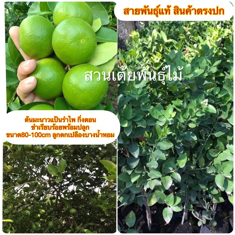 ต้นมะนาวแป้นรำไพ กิ่งตอนชำเรียบร้อยพร้อมปลูก ขนาด80-100cm ลูกดก เปลืองบาง นํ้าหอม
