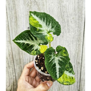 ออมเพชรด่าง#Syngonium Scrambled egg variegated