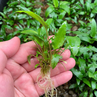 cryptocoryne wendtii green