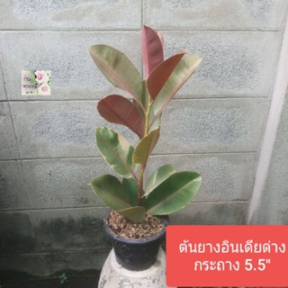 ต้นยางอินเดียด่าง ยางอินเดีย ใบด่าง Indian Rubber tree/ Decora tree/ Rubber plant กระถาง 5.5"ต้นสูง60ซม. ไม้มงคล