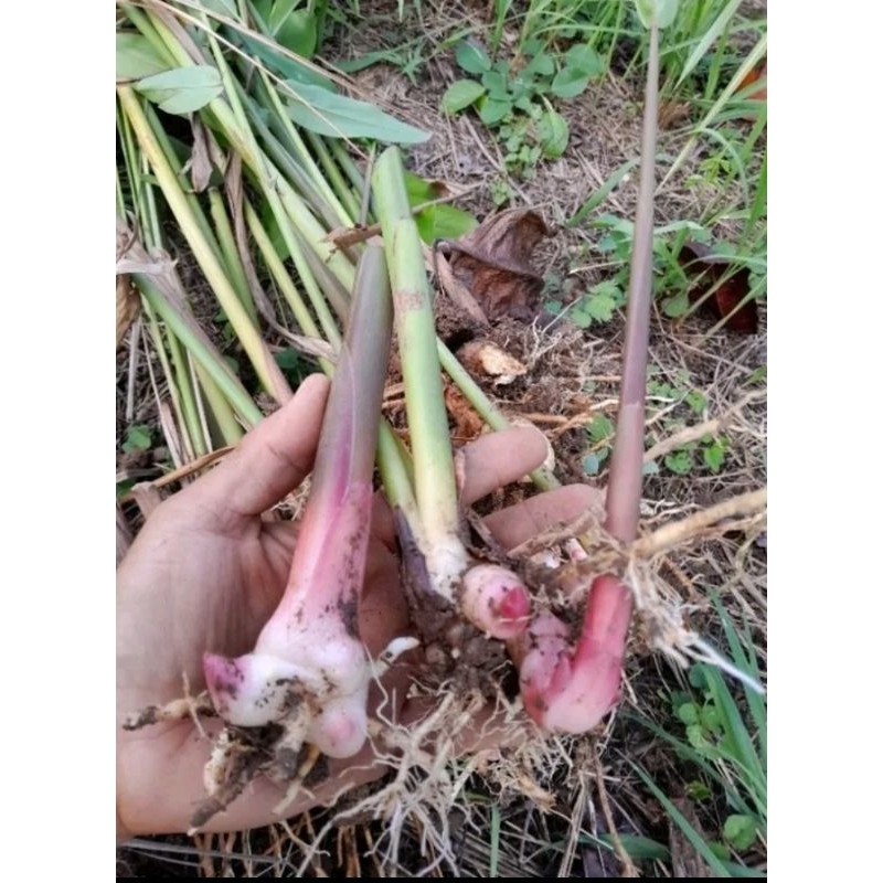 ข่าแดง(ข่าลิง)หอมแรงมาก