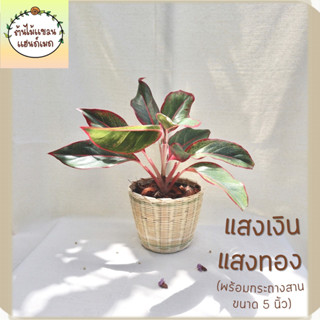 🎋แสงเงินแสงทอง (Aglaonema Siam-Aurora) ต้นไม้มงคล พร้อมกระถางสานไม้ไผ่ ขนาด 5 นิ้ว ช่วยฟอกอากาศ ดูดสารพิษ