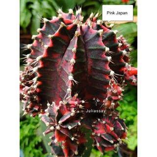 Pink Japan ไม้กราฟ cactus