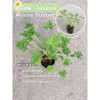 มอสซี่ บัสเตอร์ Mozzie Buster ต้นกันยุง (ไม่มีขั้นต่ำคำสั่งซื้อ)