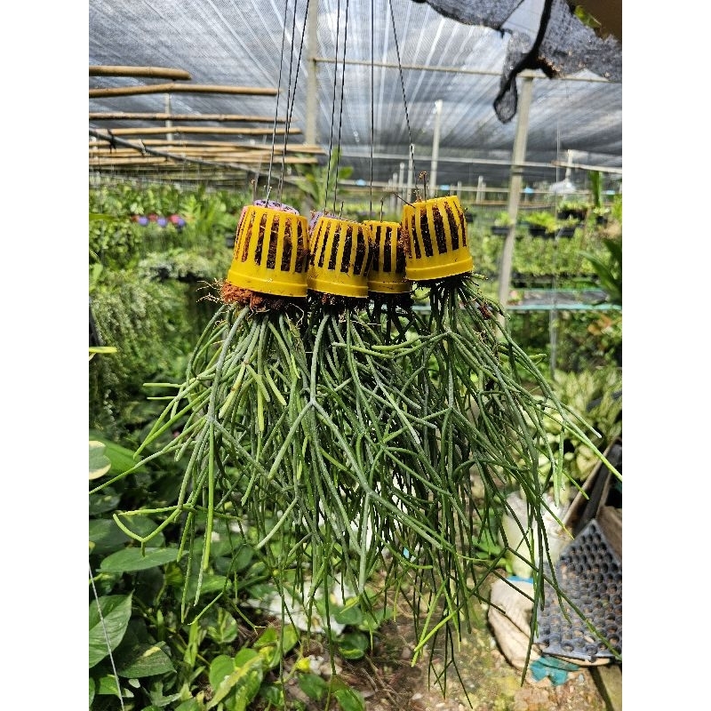 ต้นไข่มุกใส่ตระกร้าสีพร้อมลวดแขวน - รูปที่ 2