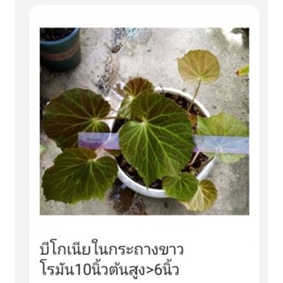 บีโกเนียในกระถางคละสี 10-12นิ้ว ต้นสูง&gt;6นิ้ว