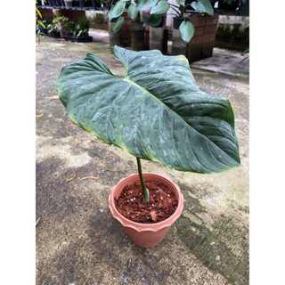 Philodendron Majestic มาเจสติก ลูกผสมระหว่าง Sodiroi x Verrucosum สวยมาก มีเสน่ห์